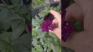 петуния Дот СТАР F1,что получила.