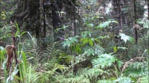 Боре́ц, или Акони́т ( Aconitum). Яд для стрел