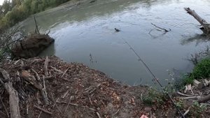 Рыбалка на реке Сунжа. Крупный усач и сазан. Рыбалка в ?