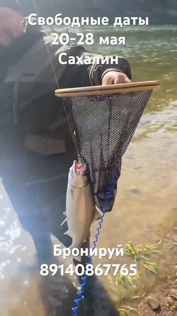 Сима #нахлыст #рыбалка #fishing #сахалин #сима смотреть онлайн