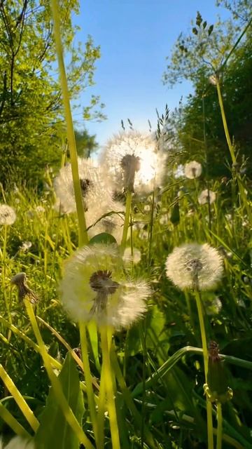 КРАСИВО #violin #music #cello #titanic #cover #gladiator #reels #nature #природа #а? смотреть онлайн