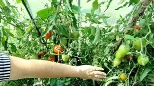 Обзор созревания томата Легенда Тарасенко. Вкусовые к