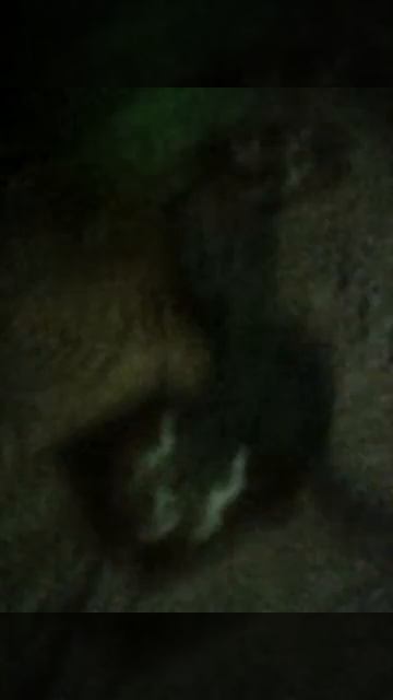 Какой злой кот ест телепузика смотреть онлайн