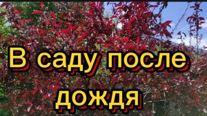 После дождя... красота...
