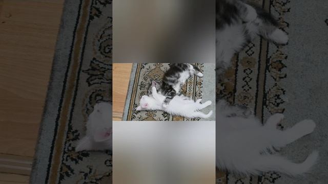 чихуяхуяшки резерв и котятки за шакалатку
