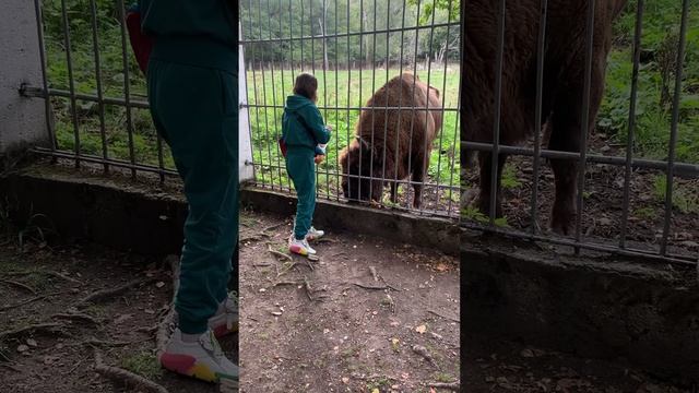 Рядом с горами Домбая есть Тебердинский заповедник, м? смотреть онлайн