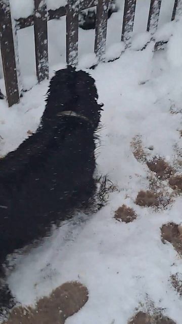 Дом спаниелий#есть щенки на продажу#смотрите все виде смотреть онлайн