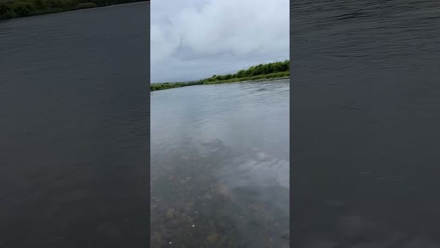 Камчатка 2024 день 49 Кета на легкий спиннинг #камчатка #fi смотреть онлайн