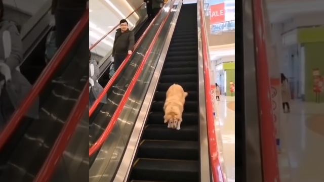 КОТИКИ - ОНИ ВСЕГДА ТАКИЕ СМЕШНЫЕ / СМЕШНЫЕ КОТЫ 2023 / СМЕШНЫЕ ВИДЕО С КОШКАМИ / СМОТРИ И УЛЫБАЙСЯ