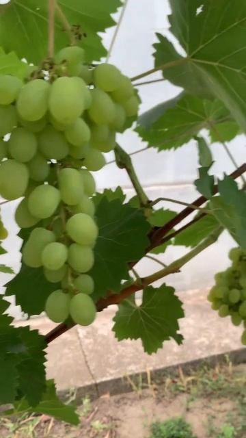 Виноград дома смотреть онлайн