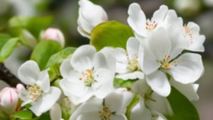 ЦВЕТУТ ЯБЛОНИ, ЦВЕТЁТ ЧЕРЁМУХА. КРАСОТА !