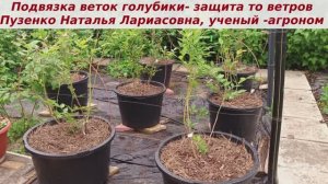 Подвязка веток голубики после посадки- важный момент защиты от наших ветров.