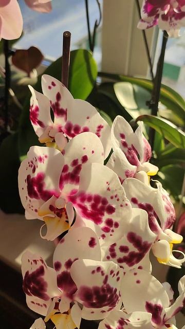 Орхидея веснушка😍#голландскиеорхидеи#orchid#flowers#орхид?