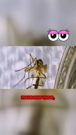 Гренландская акула