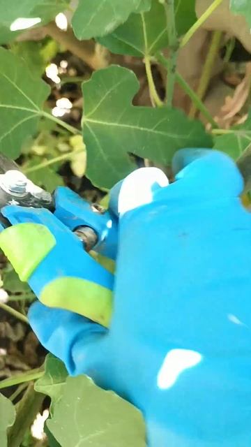 Сделай это с инжиром в июле. #дачныйсезон #саженцы #дач? смотреть онлайн