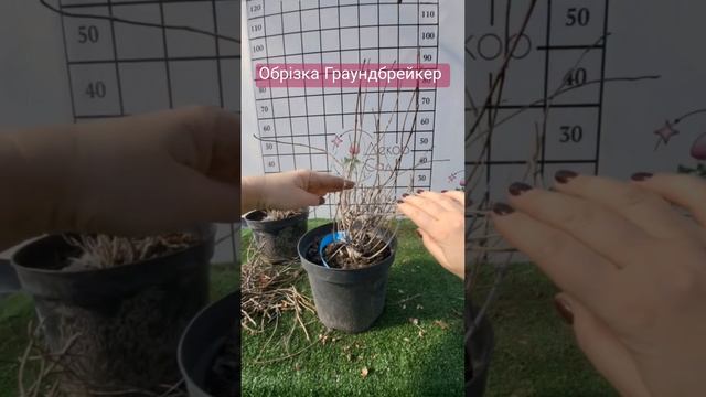 як я обрізала гортензію волотисту Граундбрейкер смотреть онлайн