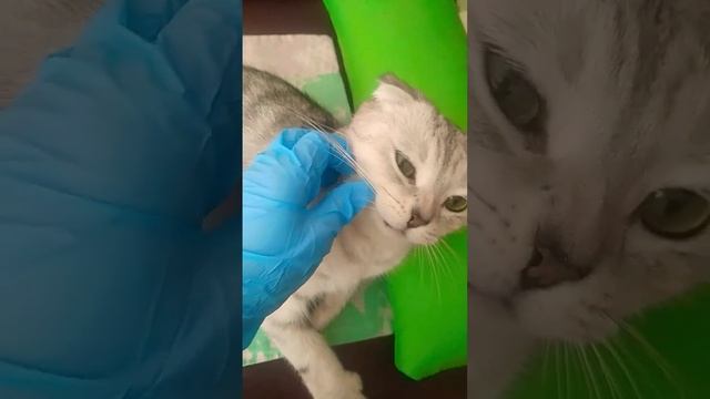 мурленок на массаже#р🍒# е🍒#к🍒#и🍒#ДОЛЬЧЕ МИЛК смотреть онлайн