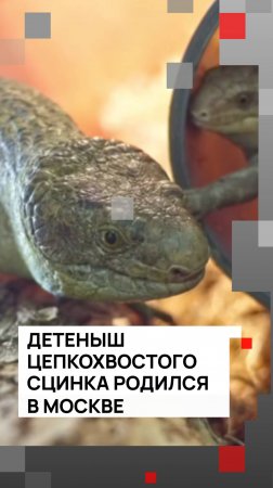 Детеныш цепкохвостого сцинка родился в Московском зоопарке