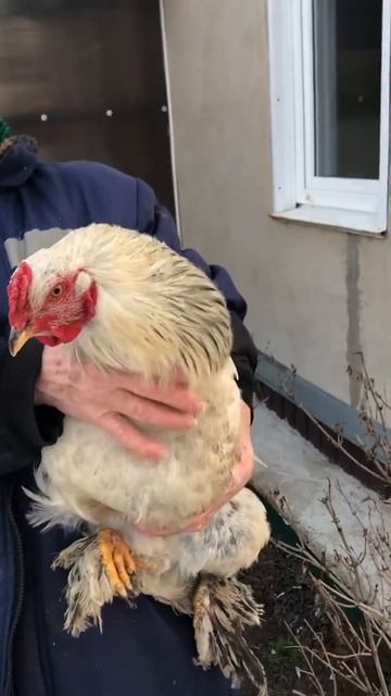 Главный в курятнике. смотреть онлайн