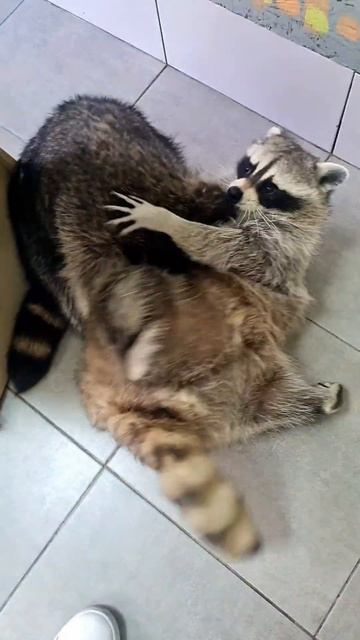 Енот борец. Бросок через спину.🏆🤼♂️ смотреть онлайн