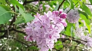 LILAC PINC  БЕЛАЯ РОЗОВАЯ СИРЕНЬ