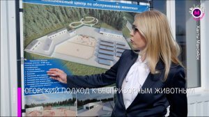 Югра отказалась от эвтаназии беспризорных животных и открывает приюты