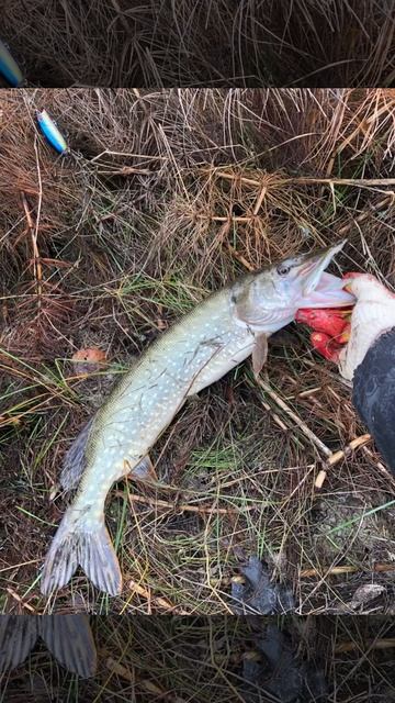 Рыболовный клуб за рыбой https:t.mezaryboy