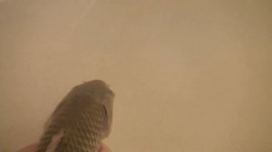 Карась Кеша в квартире