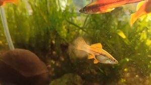 Аквариум с меченосцами, гуппи и пецилиями в солнечный день.