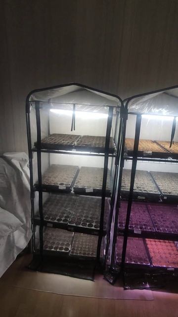 Мои домашние парники они же теплицы для выращивания р? смотреть онлайн