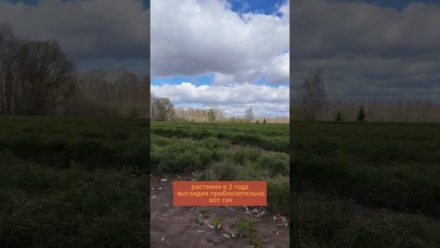 Как выращиваются сеянцы сосны? #агроном #защитарастен?