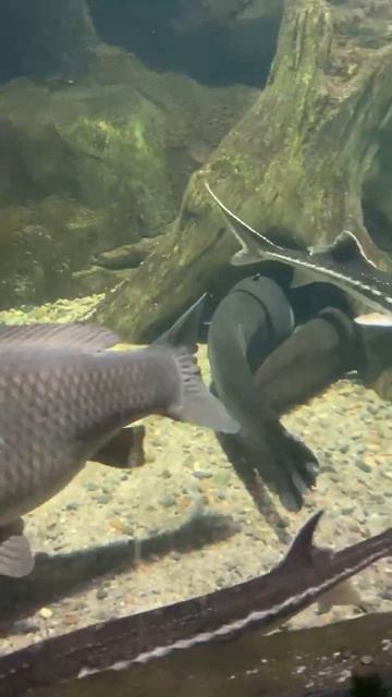 Сколько видов рыб вы сможете тут насчитать? смотреть онлайн