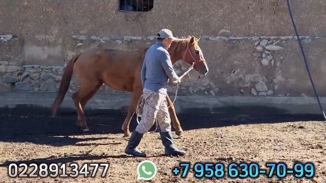 БЕЛДҮҮ БОРЕЦ СЛАСКА 😱ото чоң БЭЭ нак ДОНЧАК⭐️21 октя? смотреть онлайн