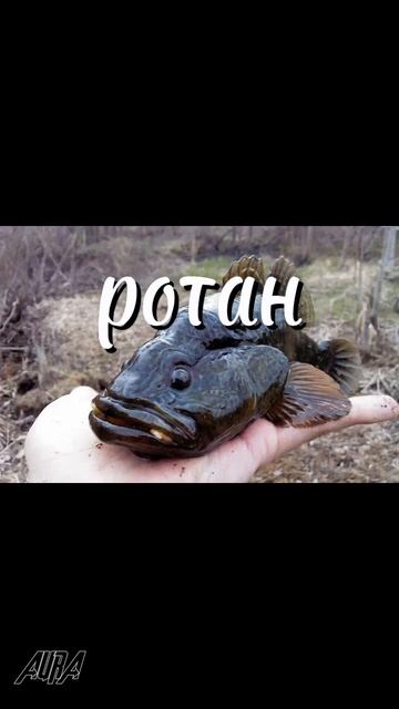 Хищные рыбы наших водоëмов часть 2. #fishing #рыболовная #р? смотреть онлайн