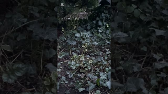 Барвинок вариегатный! Почвопокровные растения для са?