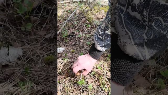 СТРОЧОК, который можно есть! ГИГАНТСКИЙ СТРОЧОК смотреть онлайн