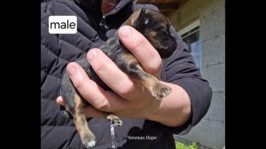 Хаванезы Чентао Парк