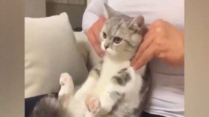 Приколы С Животными 97