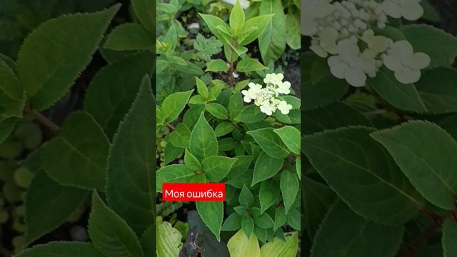 гортензия Полистар #сад смотреть онлайн
