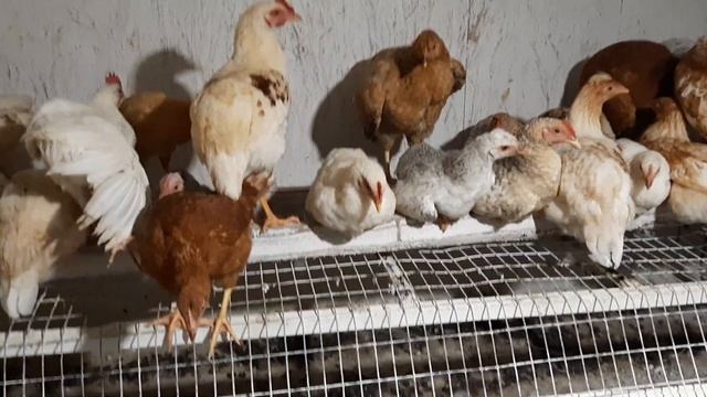 Молодняк в ночную жару! #курынесушки #chick #курятник смотреть онлайн