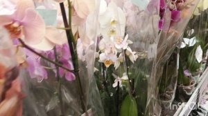 Новые орхидеи в Оби- онцидиумы Свит Шуга,биг липы/14.05.25/