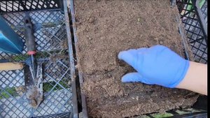 Експеримент!!! Посадка укропу і базиліку в ящики з земл