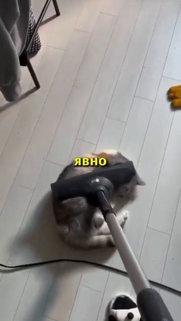 Этому милому котику нравится пылесос 😄 #истории #юмо? смотреть онлайн