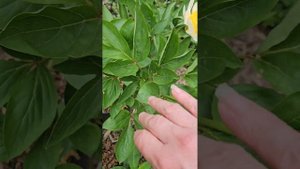 Пион CLAIRE DE LUNE. Начался сезон пионов! (2025)