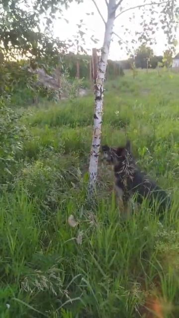 белая береза смотреть онлайн