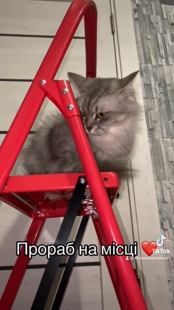 Алиса на лестнице смотреть онлайн