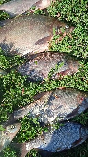 Рыбалка на реке Ока Клёв бомба смотреть онлайн