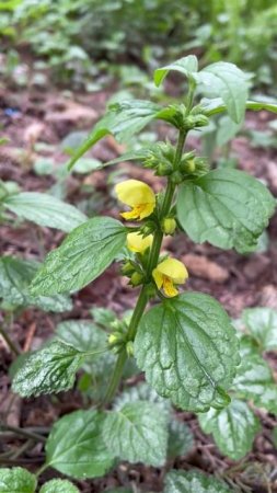 Яснотка зеленчуковая #цветы #растения #garden #садиогород