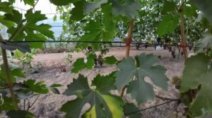 Виноград Беларуси. Мускат медовый. Очень ранняя , вкус?