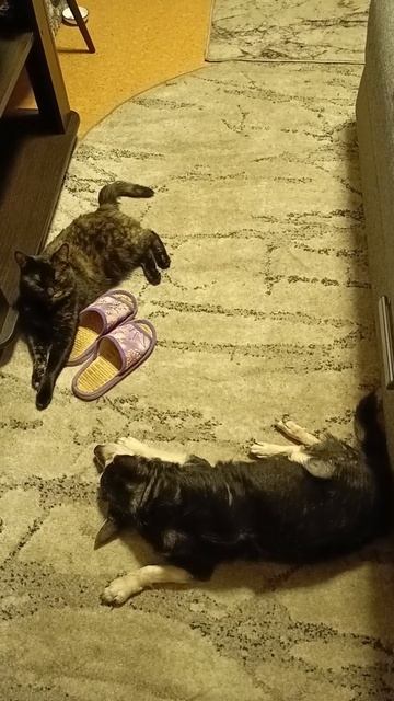 Последние видео на котором есть Зямчик(все спят)#shorts смотреть онлайн